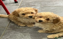 Poochon dogs for sale: Poochon male puppies  - Image 18