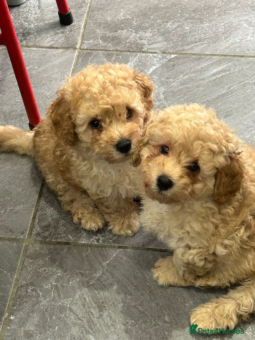 Poochon dogs for sale: Poochon male puppies  - Image 18