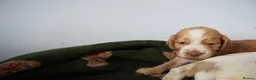 Cocker Spaniel dogs for sale: Exceptionally well health tested Kc show cockers - Advert 17