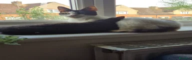 Caspian 