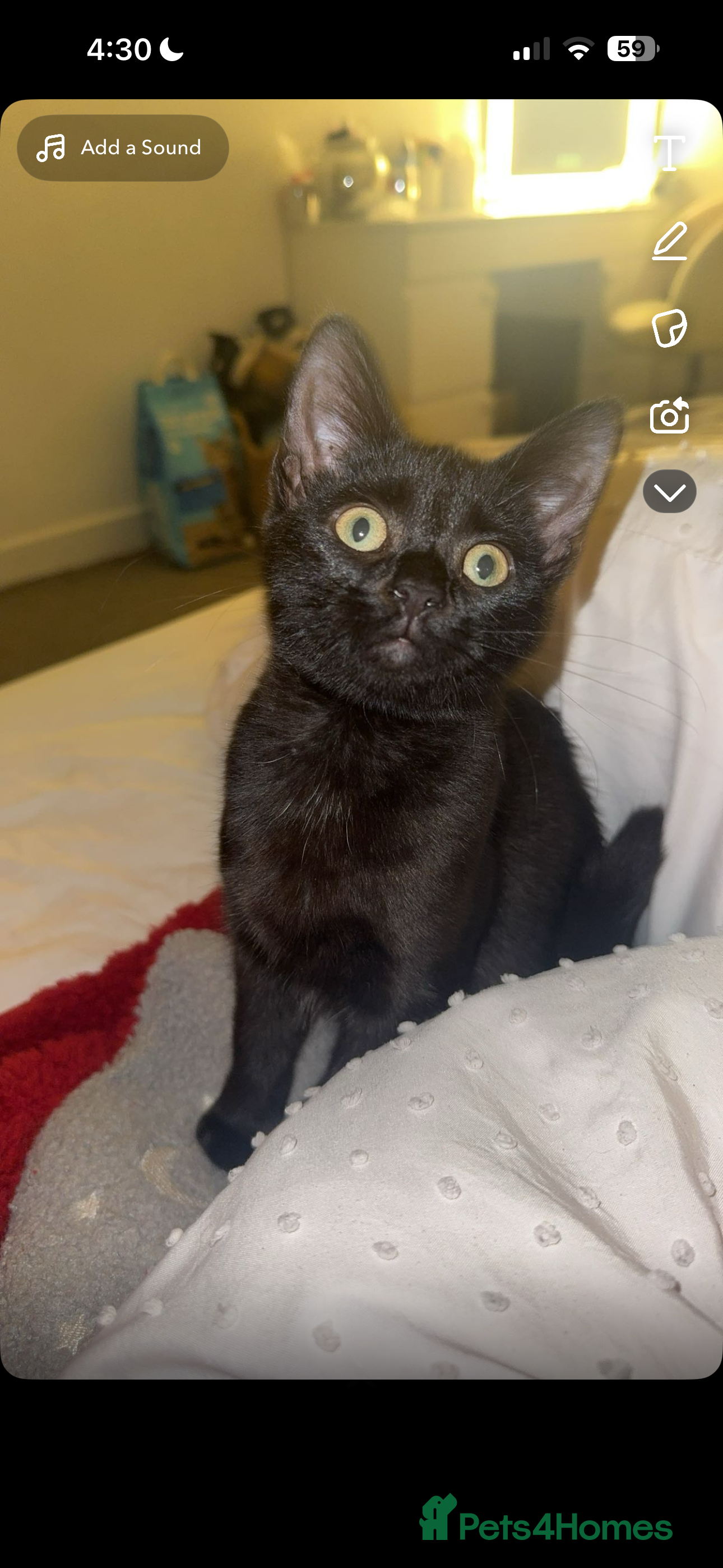 Mixed Breed cats Kitten for sale  - Advert 1