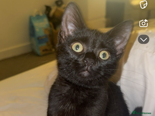 Mixed Breed cats Kitten for sale - Advert 1