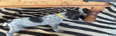 German Wirehaired Pointer 10