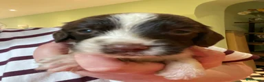 English Springer Spaniel Puppy 1