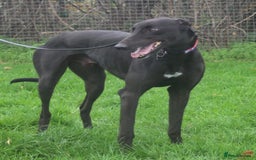 Greyhound dogs for adoption: Beautiful gentle greyhound neutered for adoption  - Image 1