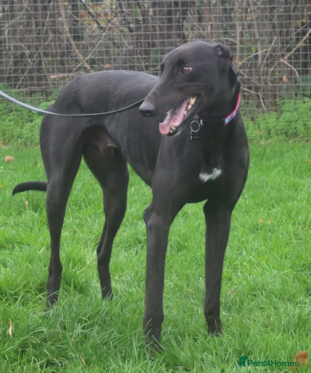 Greyhound dogs for adoption: Beautiful gentle greyhound neutered for adoption  - Image 1