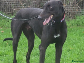 Greyhound dogs Beautiful gentle greyhound neutered for adoption - Advert 1