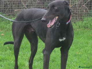 Greyhound dogs Beautiful gentle greyhound neutered for adoption - Advert 8