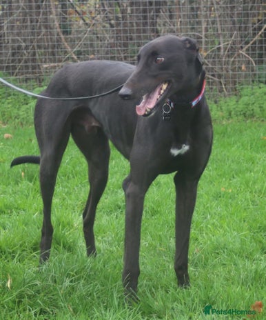 Greyhound dogs Beautiful gentle greyhound neutered for adoption - Advert 1