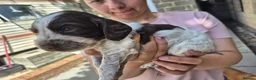 Cocker Spaniel dogs for sale: KC registered show type cocker spaniels  - Advert 32