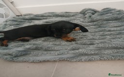 Chiweenie dogs for sale: Ready now 7 xsmall chiweenies fur babies  - Image 12