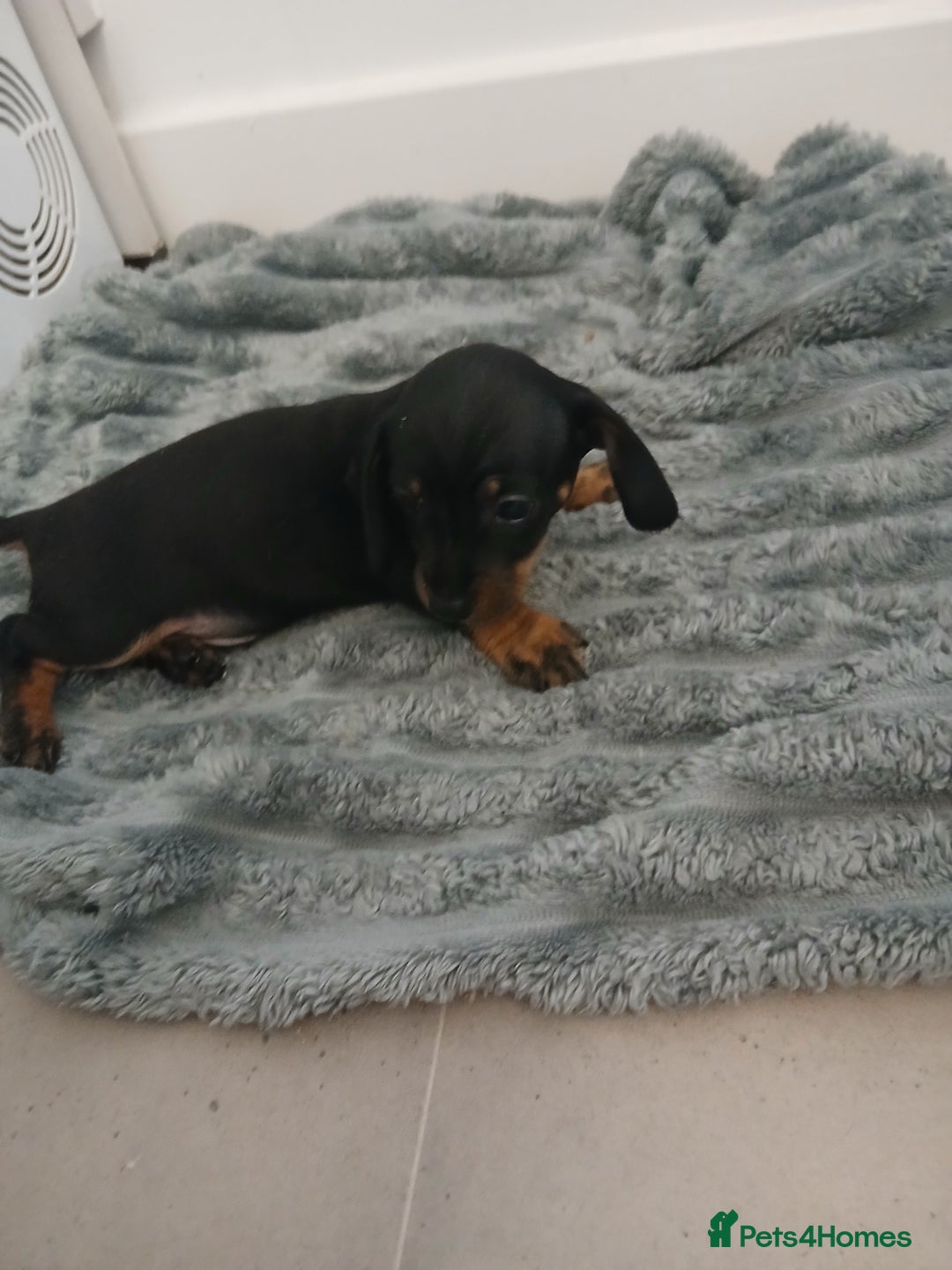 Chiweenie dogs for sale: Ready now 7 xsmall chiweenies fur babies  - Image 12