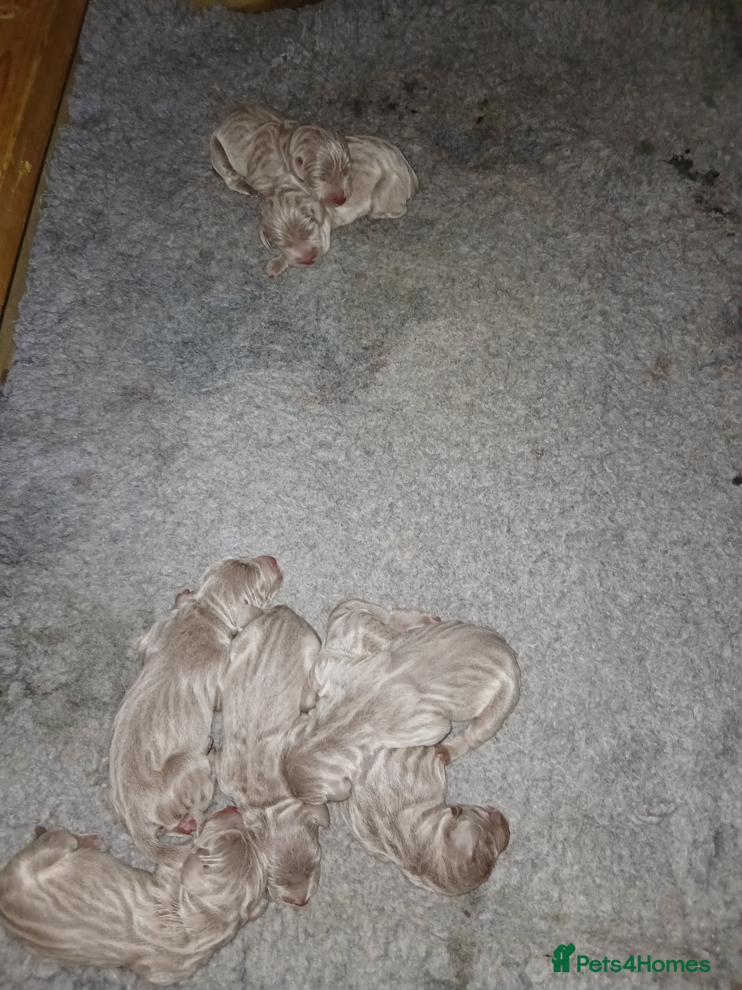 Weimaraner dogs for sale: Beautiful weimaraner puppies - Image 2