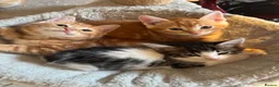 Mixed Breed cats for sale: Gorgeous Ginger & Fluffy Tabby Kittens - Advert 4