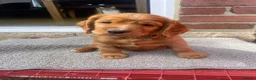 Cocker Spaniel dogs for sale: 7 cocker spaniel pups  - Advert 3