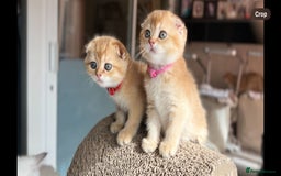 Scottish Fold cats for sale: TICA-Registered Scottish Straight/Fold Kittens  - Image 12