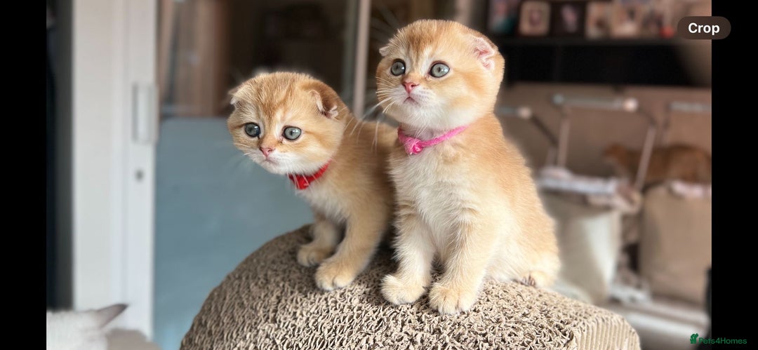 Scottish Fold cats for sale: TICA-Registered Scottish Straight/Fold Kittens  - Image 12