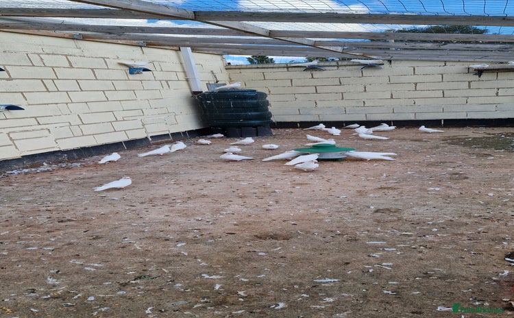 Doves birds - Advert 3