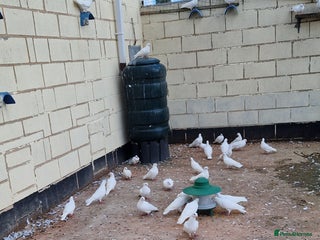 Doves birds for sale - Advert 1