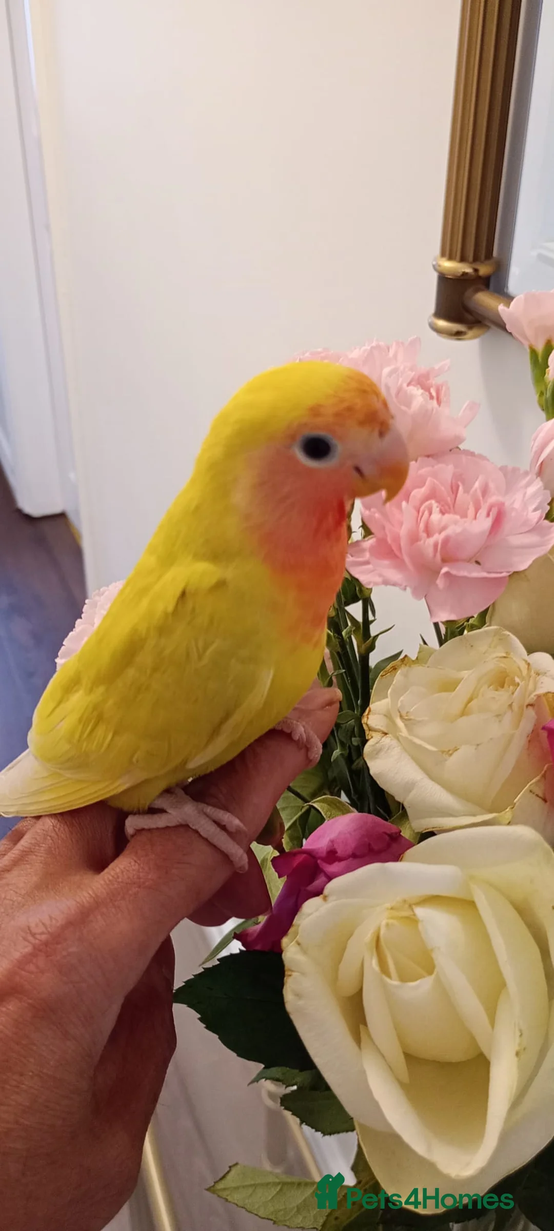 Lovebirds birds for sale: Hand reared baby peach faced lovebird for sale. in Accrington - Advert 3