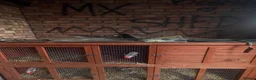 Mini Lop rabbits for sale: 2 female bunnies.  in Bristol - Advert 2