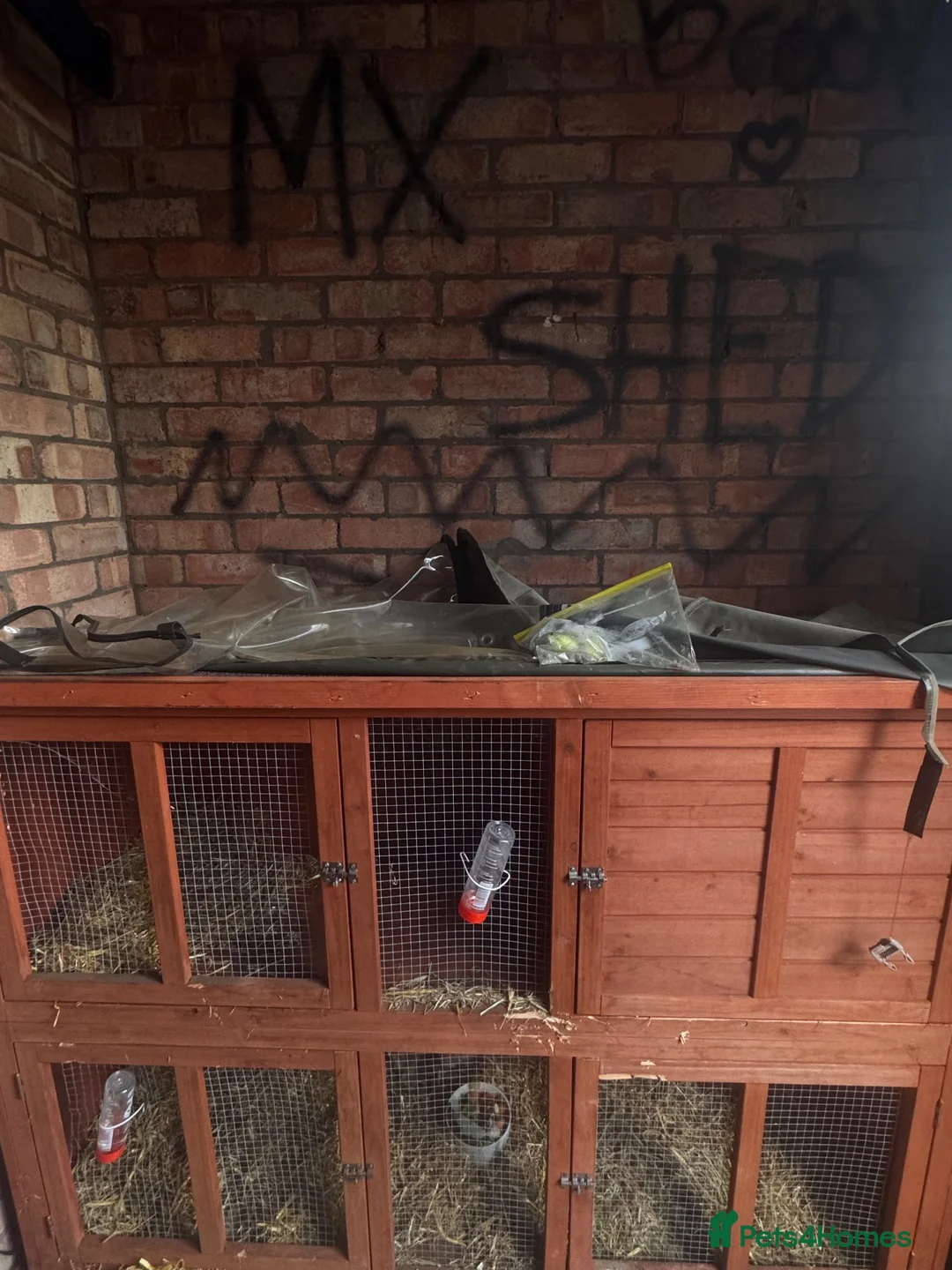 Mini Lop rabbits for sale: 2 female bunnies.  in Bristol - Advert 2