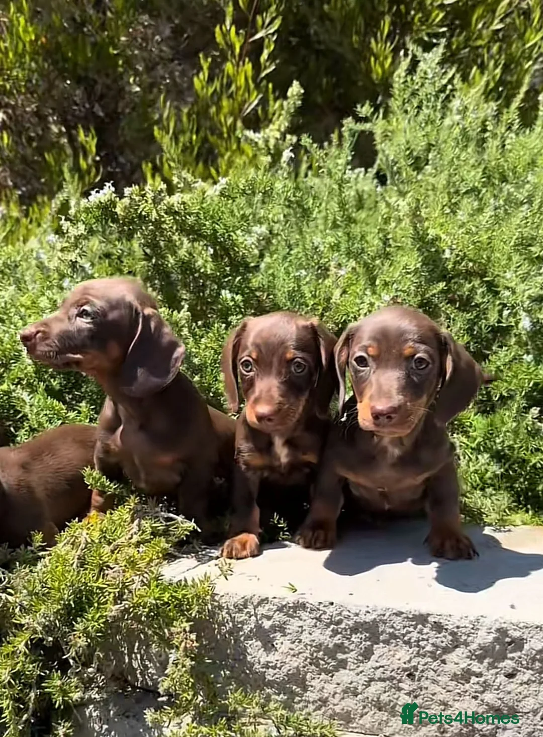 Miniature Dachshund dogs for sale: Beautiful miniature dachshund puppies in Edinburgh - Advert 1