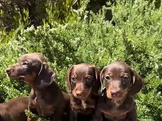 Miniature Dachshund dogs Beautiful miniature dachshund puppies in Edinburgh - Advert 1