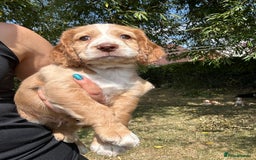 Cocker Spaniel dogs for sale: 3 golden cocker spaniels looking for loving homes - Image 7