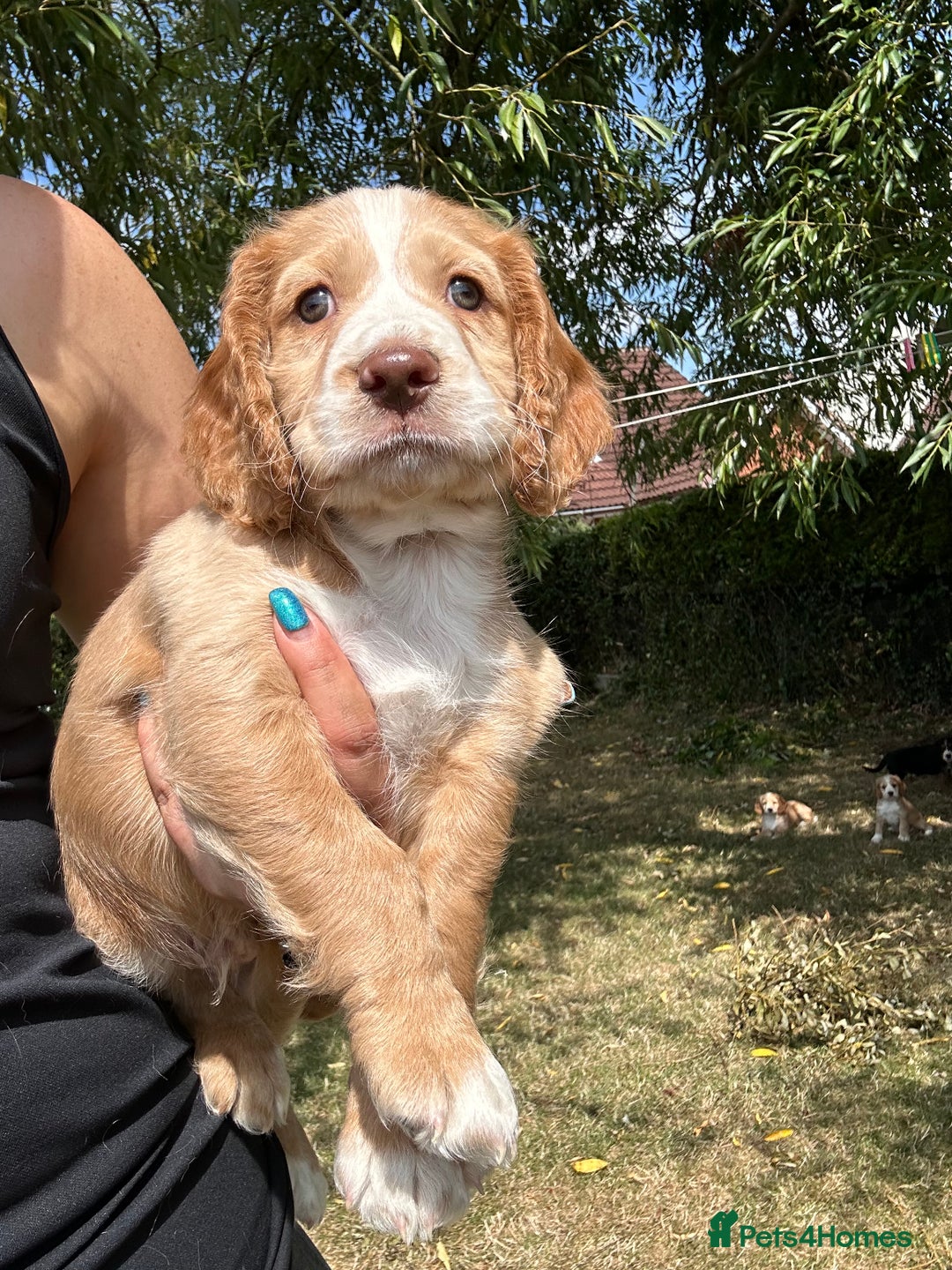 Cocker Spaniel dogs for sale: 3 golden cocker spaniels looking for loving homes - Image 7