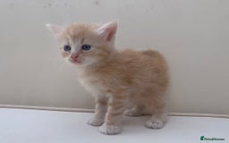 Mixed Breed cats for sale: Gorgeous Siberian Neva Masquerade Cross Kittens! - Image 11