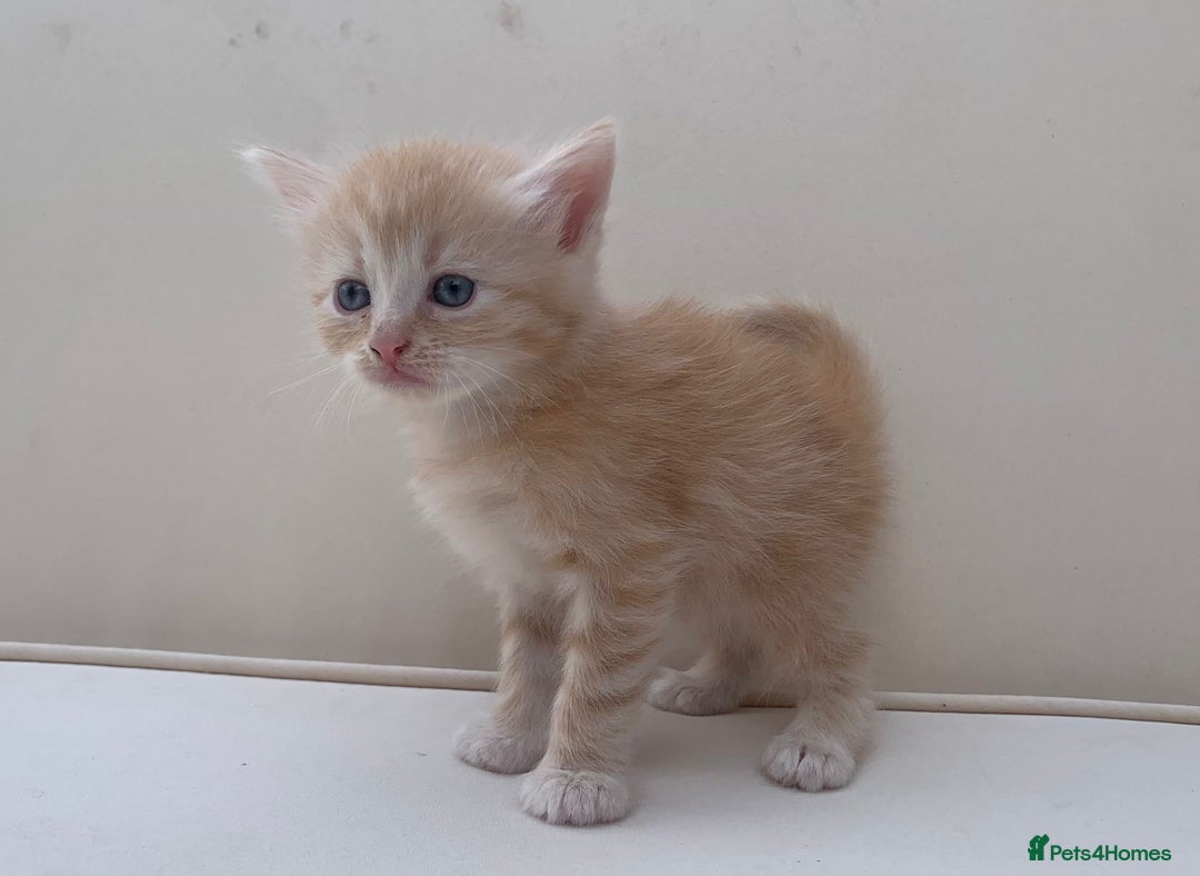 Mixed Breed cats for sale: Gorgeous Siberian Neva Masquerade Cross Kittens! - Image 11