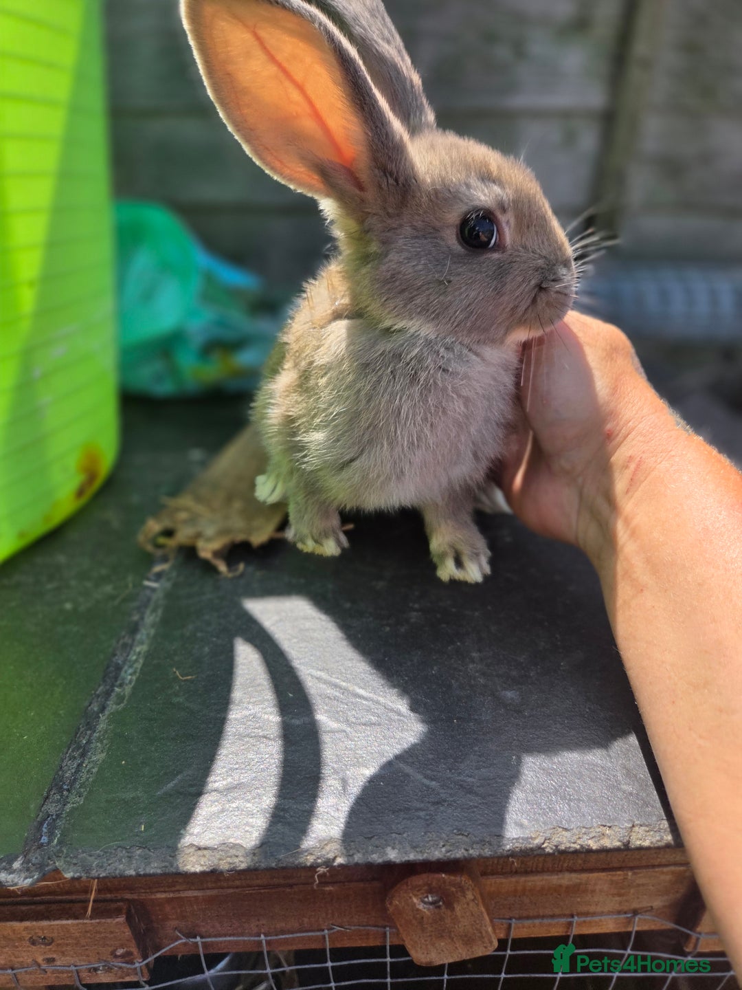 Mini Lion Lop rabbits for sale: Mixed breeds of rabbits - Image 8