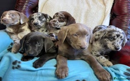 Labrador Retriever dogs for sale: Gorgeous Rare Labrador Retriever Pups  - Image 13
