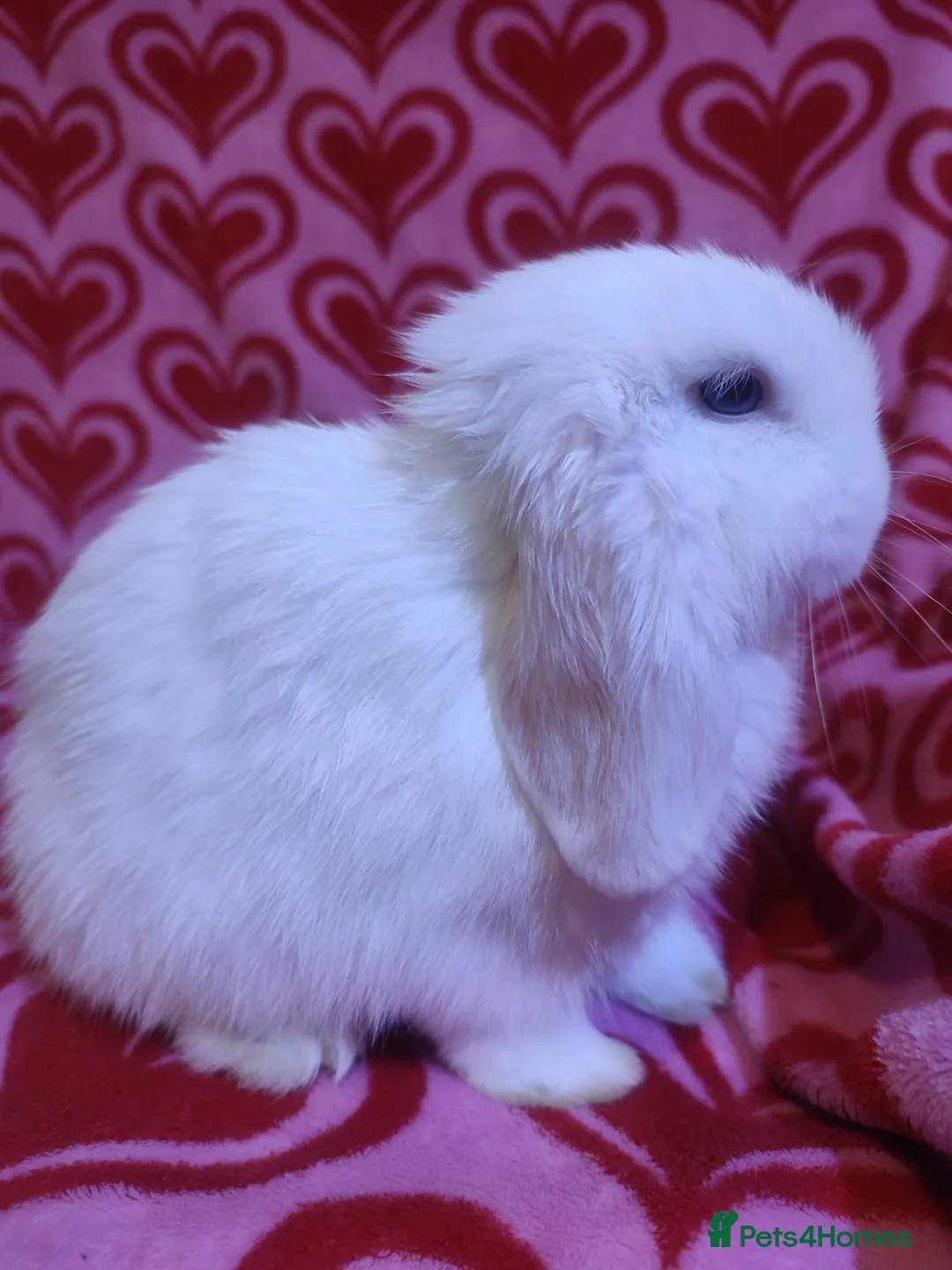 Mini Lop rabbits for sale: Gorgeous baby mini lops - Advert 6