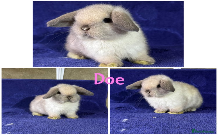 Mini Lop rabbits - Advert 7