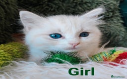 Ragdoll cats for sale: GCCF REGISTERED EUROPEAN LINE RAGDOLL KITTENS  - Image 7
