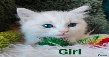 Ragdoll cats - Advert 13