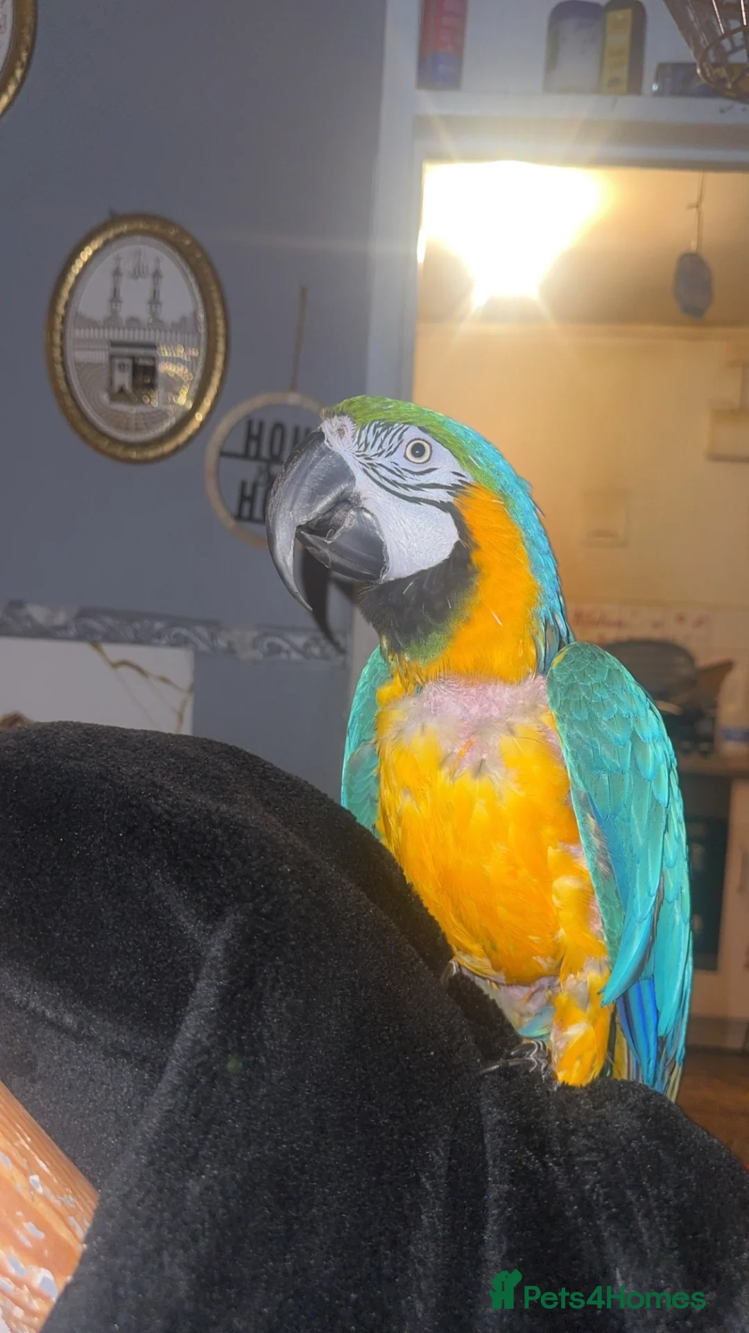 Macaws birds for sale: Stunning talking tame macaw for sale  - Advert 2