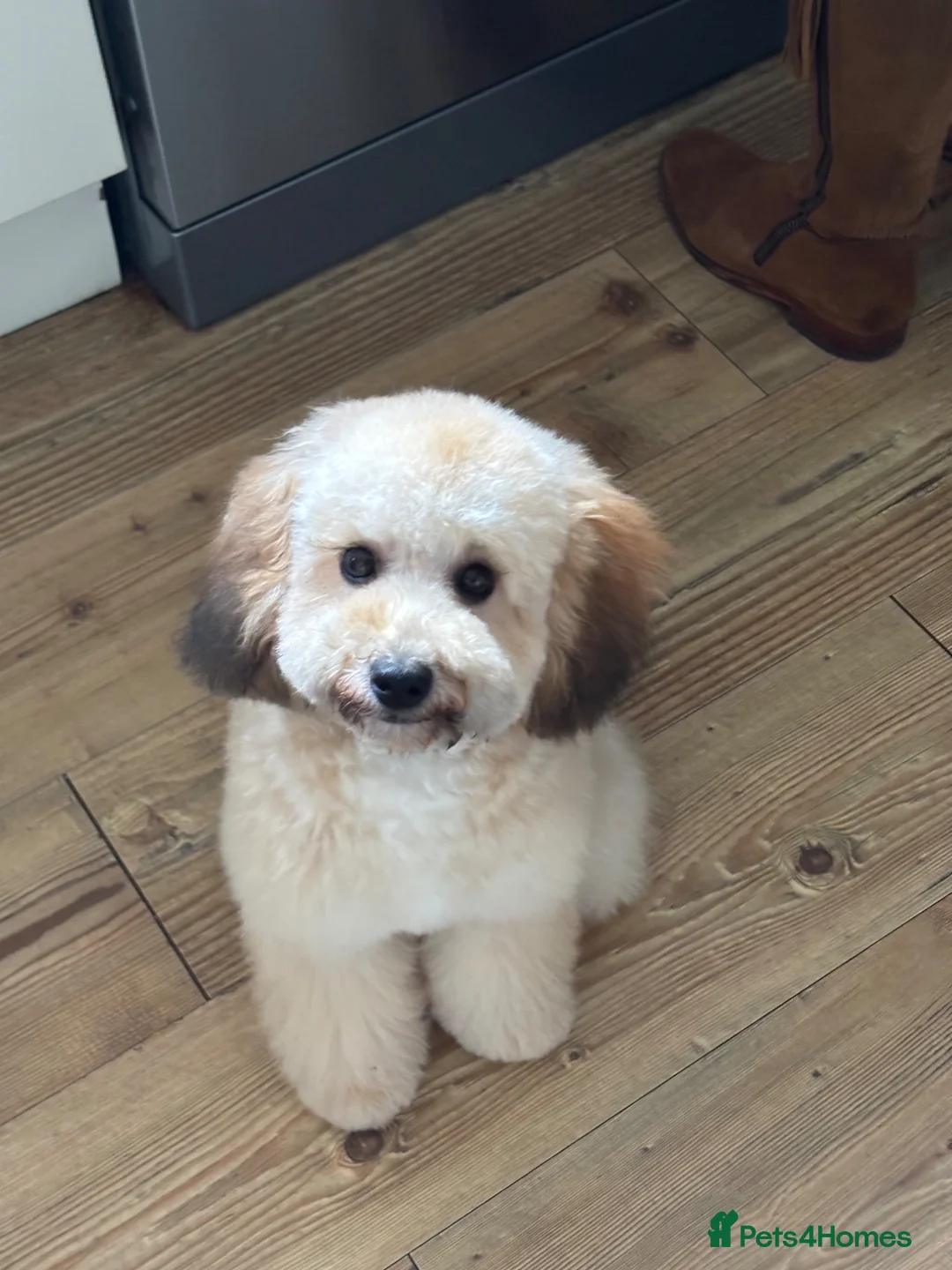 Poodle dogs for stud: KC reg Toy Poodle (Stud) - Advert 10