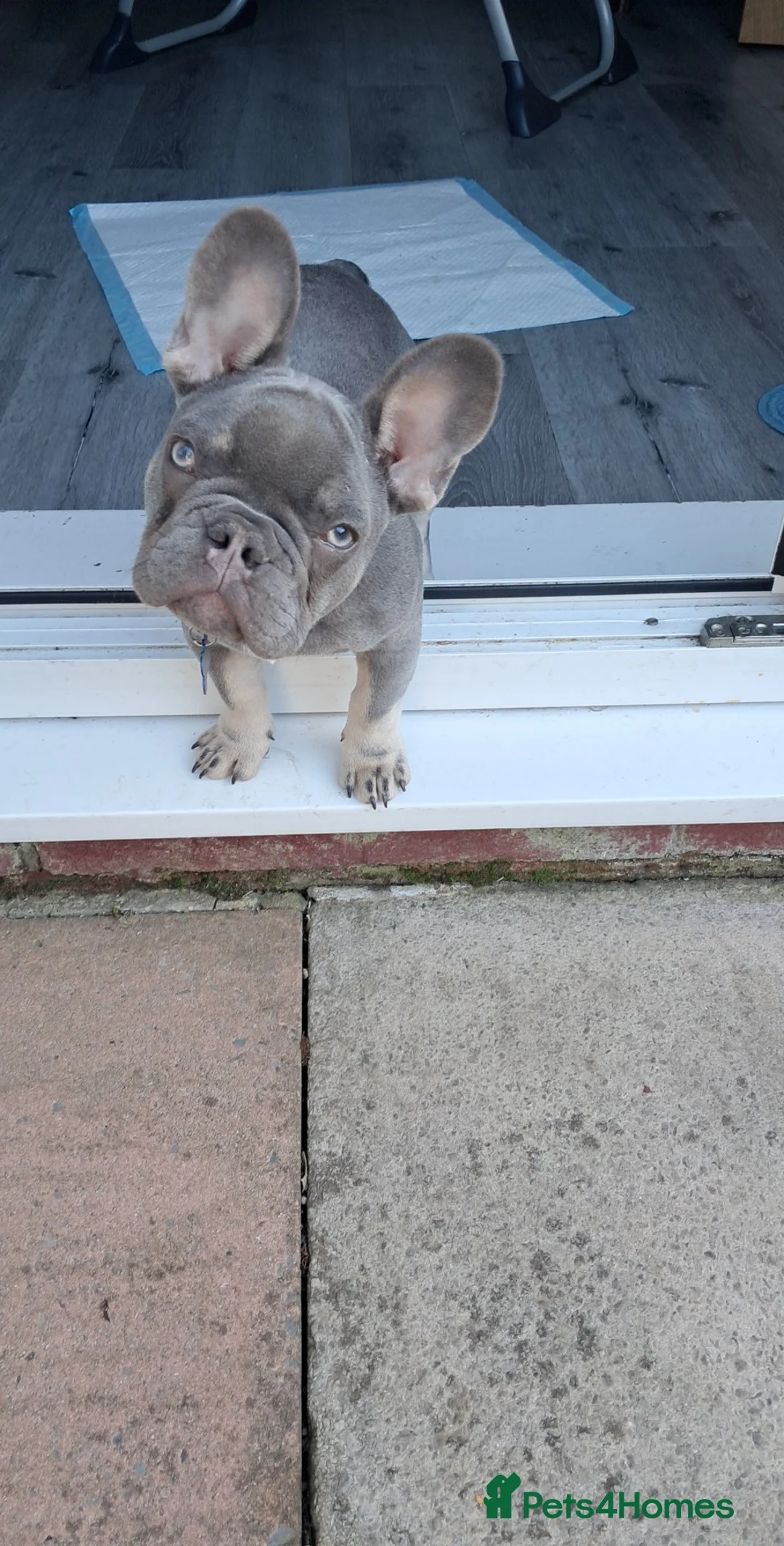 French Bulldog dogs for sale: Male Fench bulldog - Advert 6