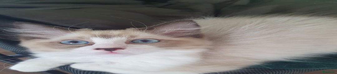 Ragdoll Kitten 2