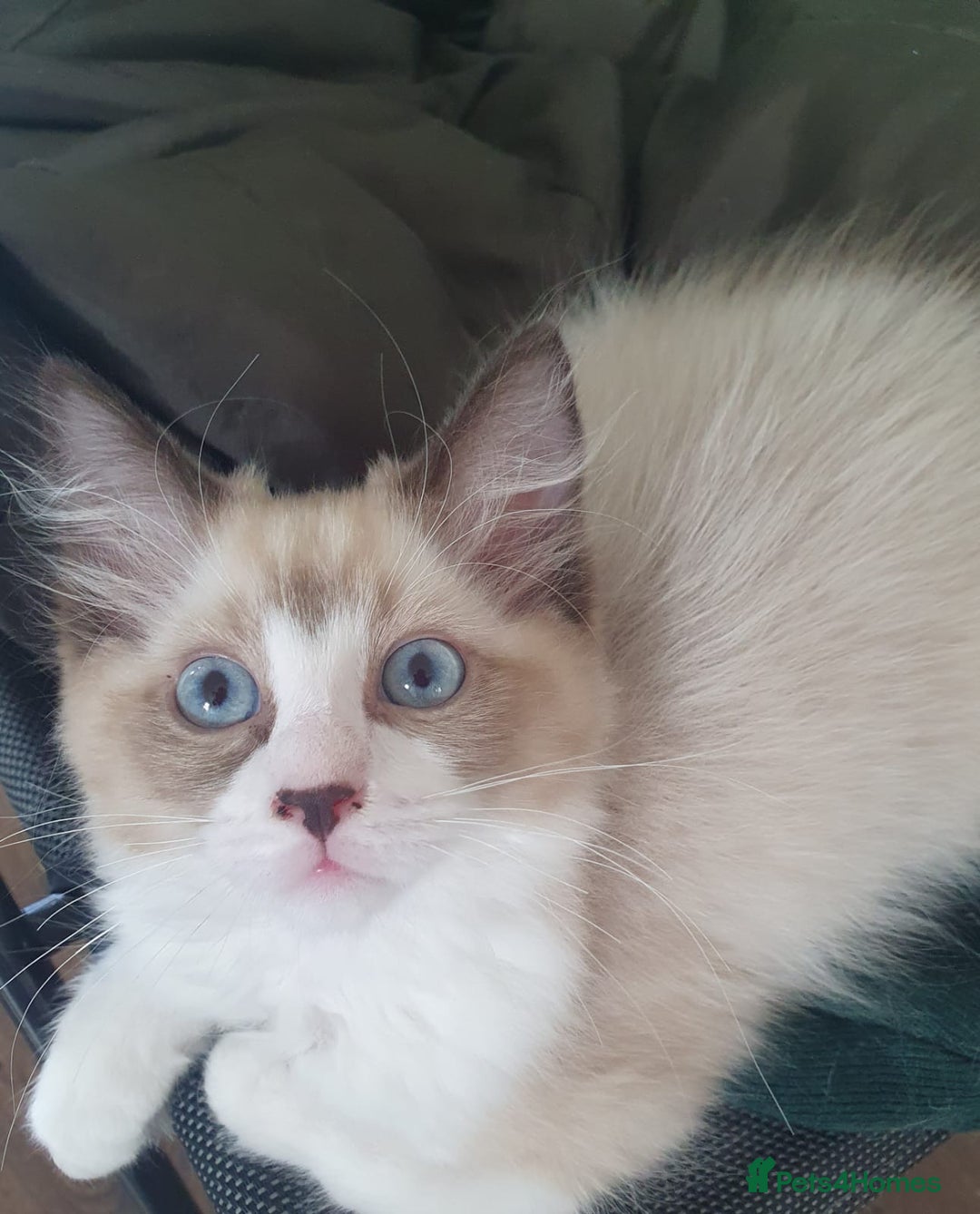 Ragdoll cats for sale: 4 Stunning Ragdoll Kittens Ready NOW  - Image 8