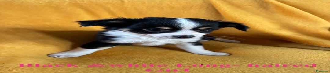 Black & white Long haired Girl