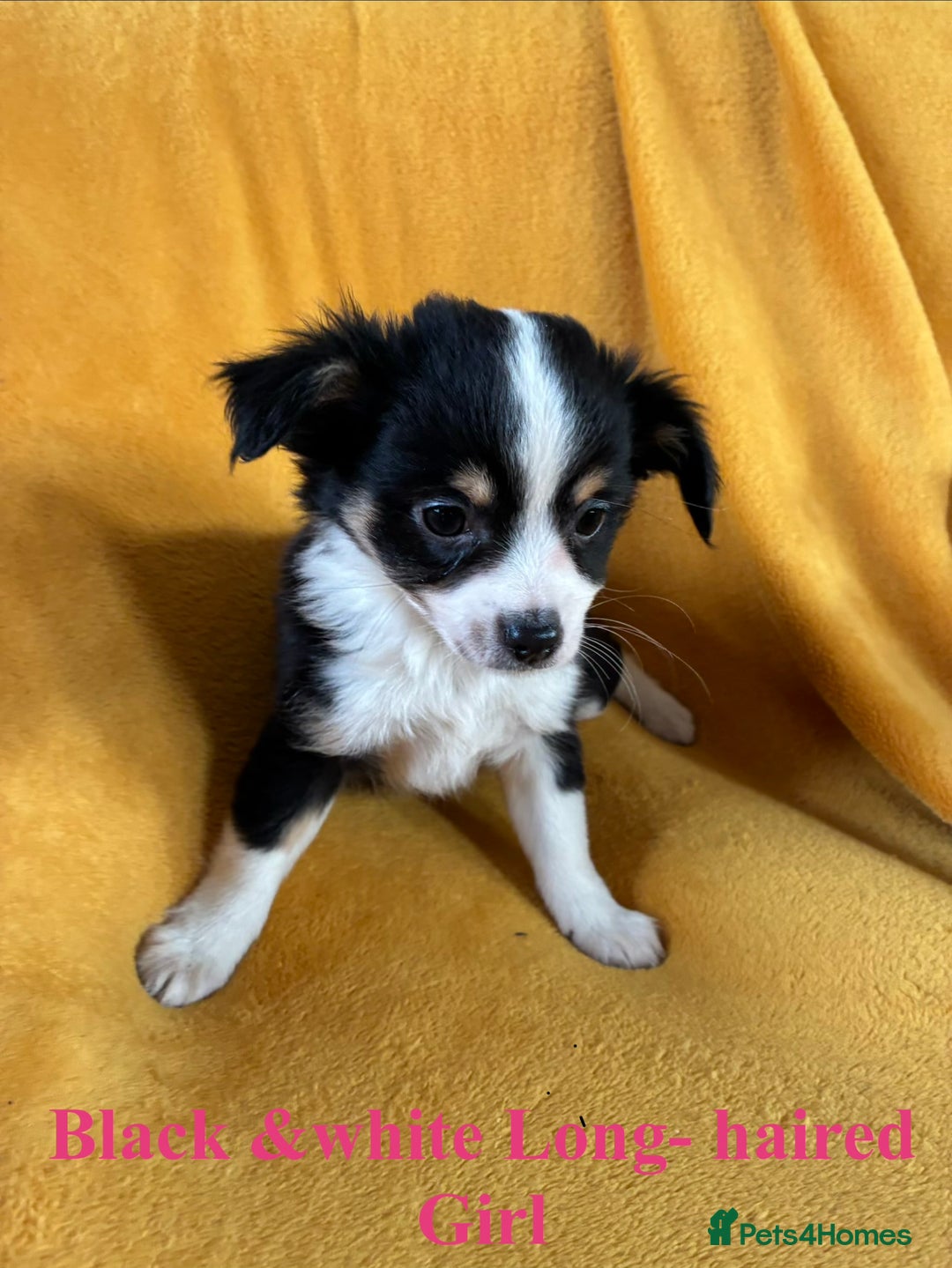 Chihuahua dogs for sale: Beautiful Chihuahua Puppies For Sale - Advert 21