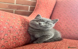 British Shorthair cats for sale: Fluffy sweet and cuddled BSH for great homes - Image 4