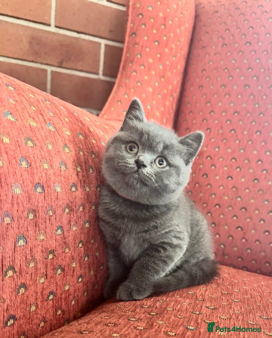 British Shorthair cats for sale: Fluffy sweet and cuddled BSH for great homes - Image 4