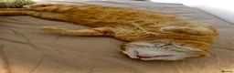 Mixed Breed cats for adoption: Leo and Spike - gentle giants need a cuddly home - Advert 4