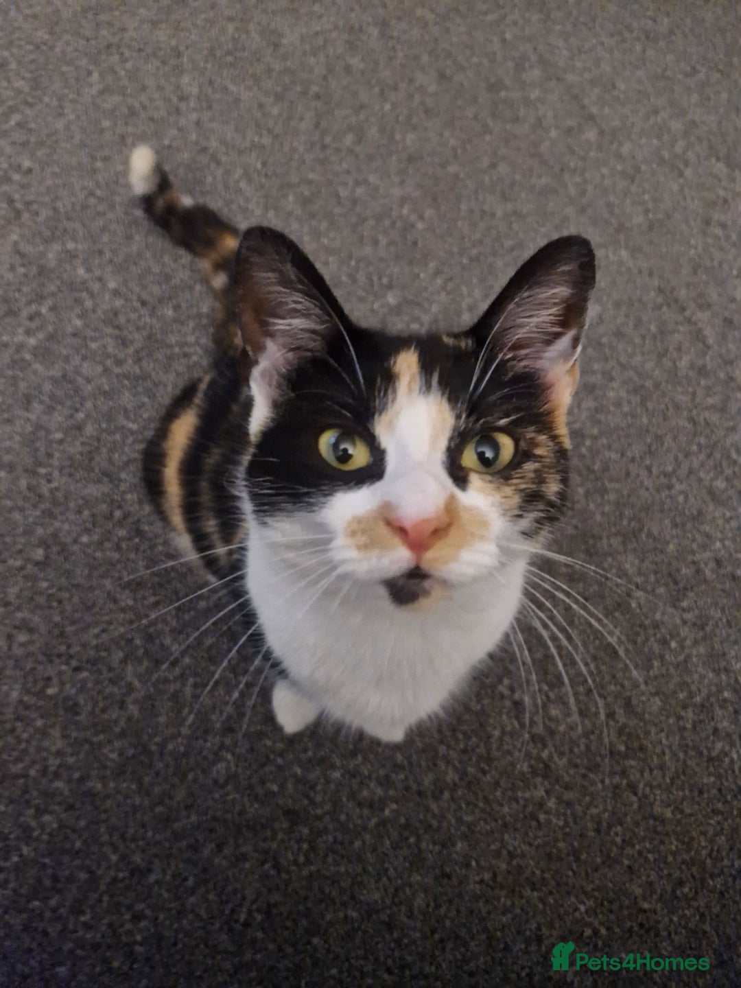 Mixed Breed cats for sale: Kittens looking for their forever homes - Advert 12