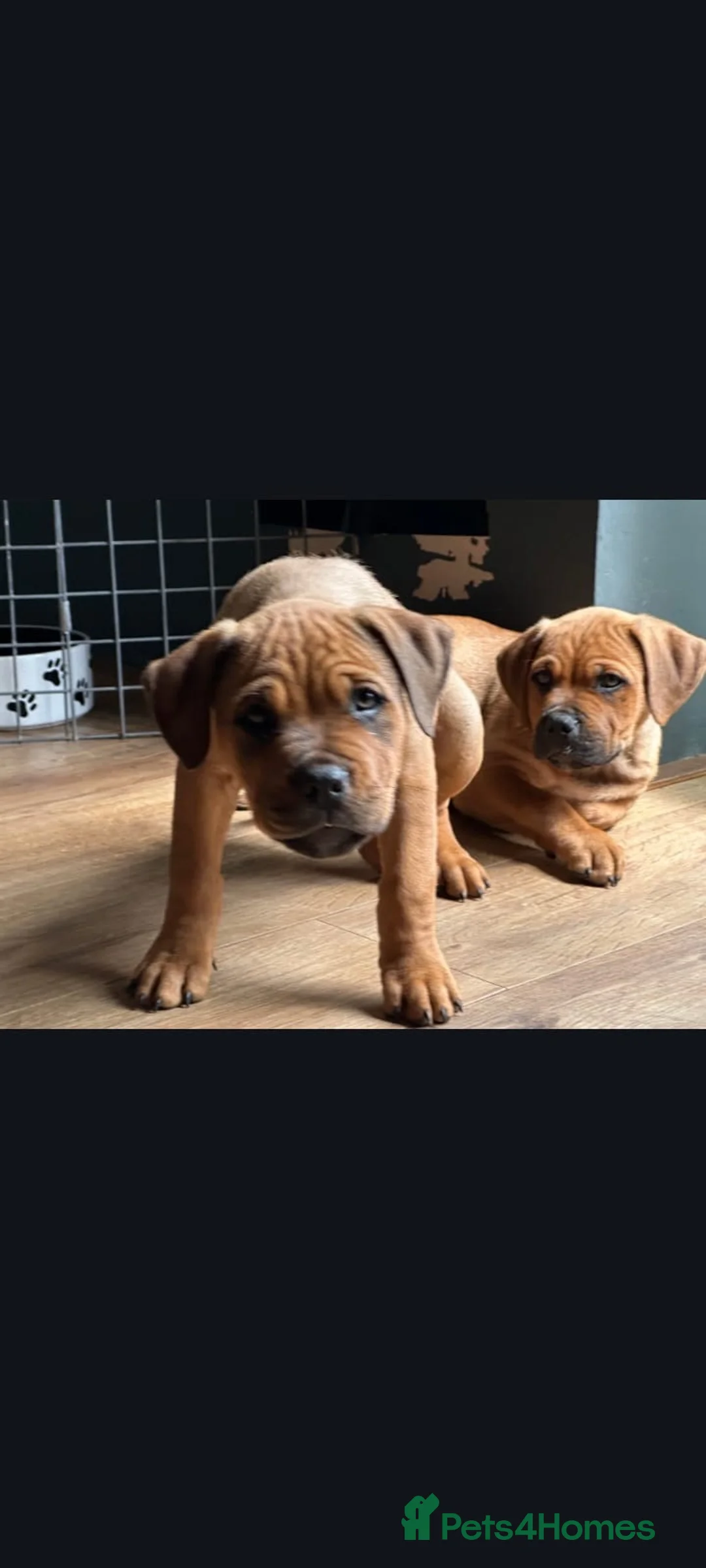 Rottweiler dogs for adoption: Bruce is a 5,5 month Rottweiler x staffi  - Advert 1